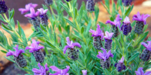 Lavandula latifolia